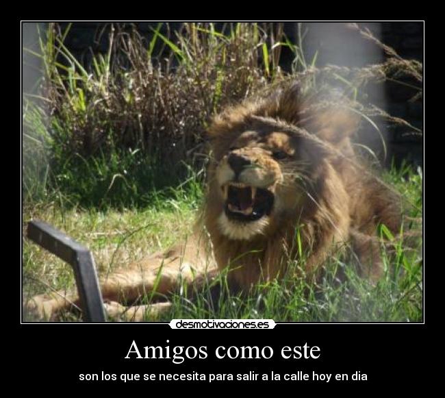 Amigos como este -