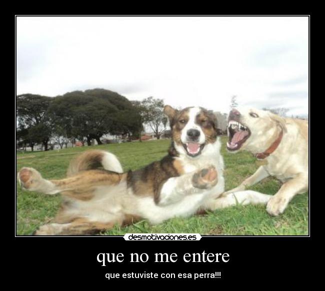 carteles perros desmotivaciones