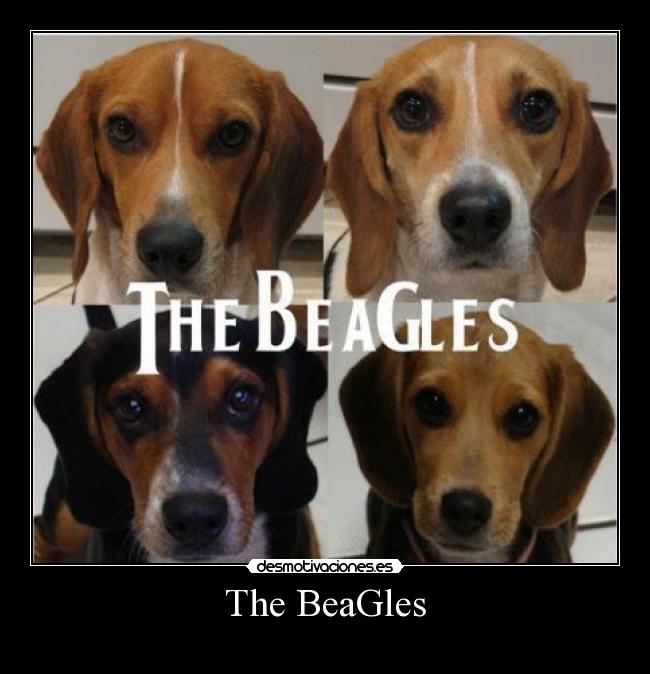 The BeaGles -