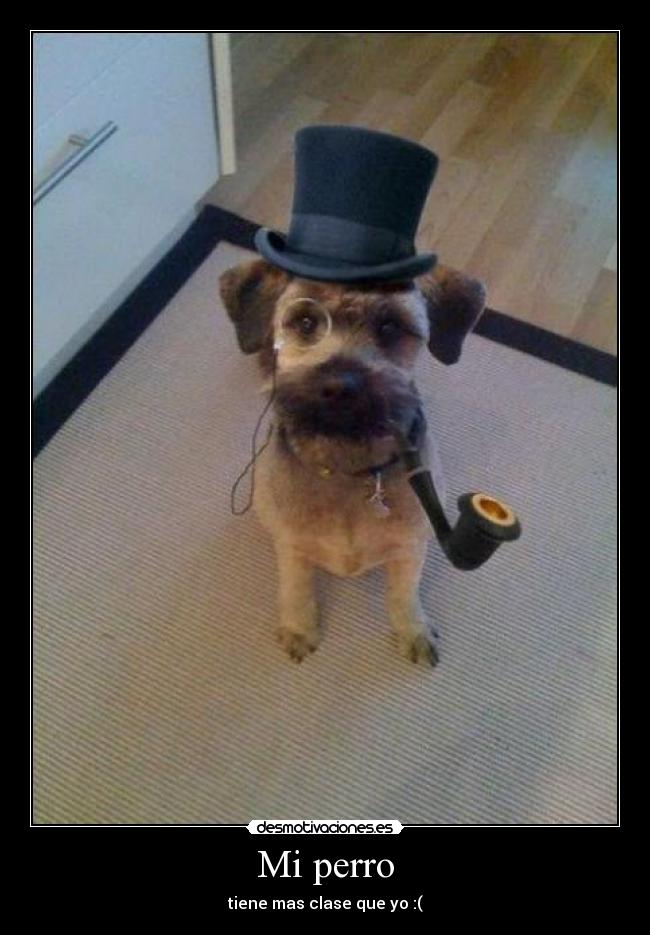 Mi perro - tiene mas clase que yo :(