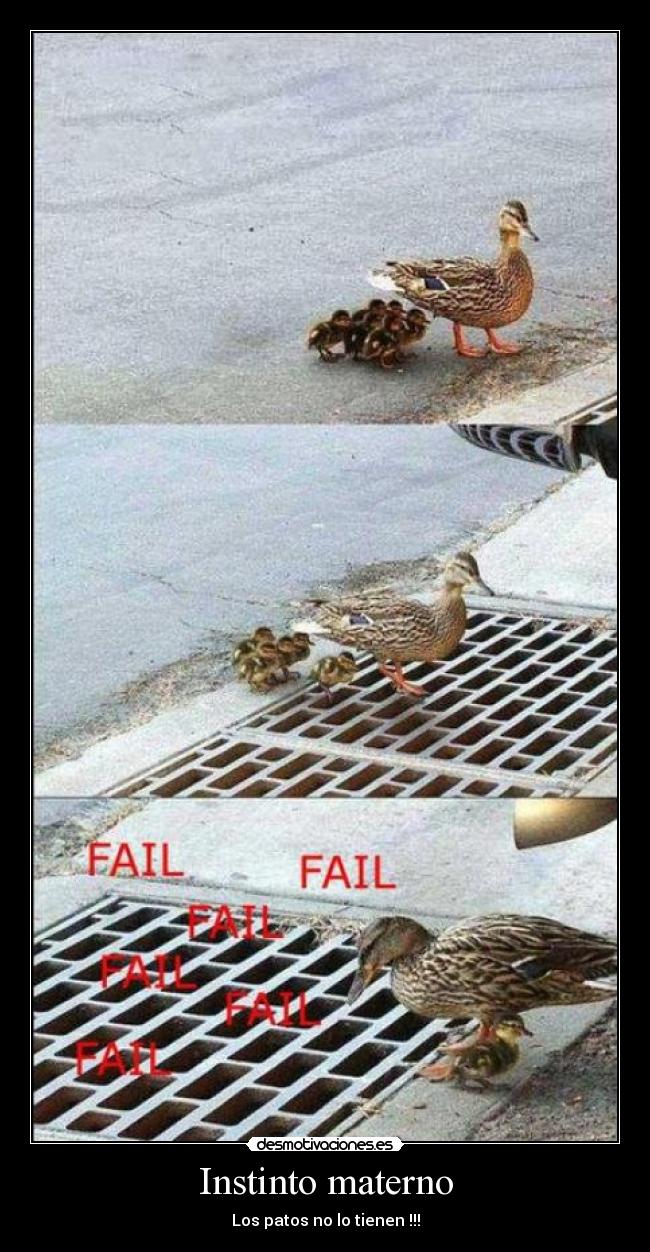 Instinto materno - Los patos no lo tienen !!!