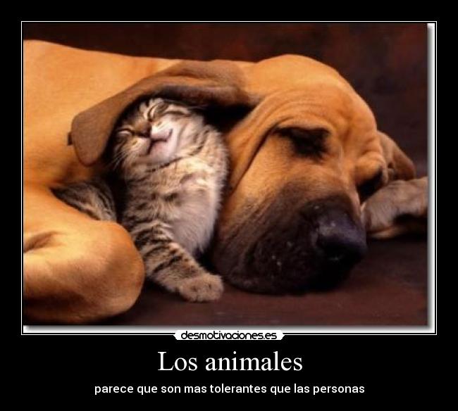 Los animales - parece que son mas tolerantes que las personas