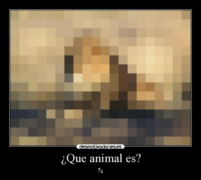 ¿Que animal es? - ?¿