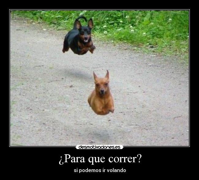 carteles perro volador desmotivaciones