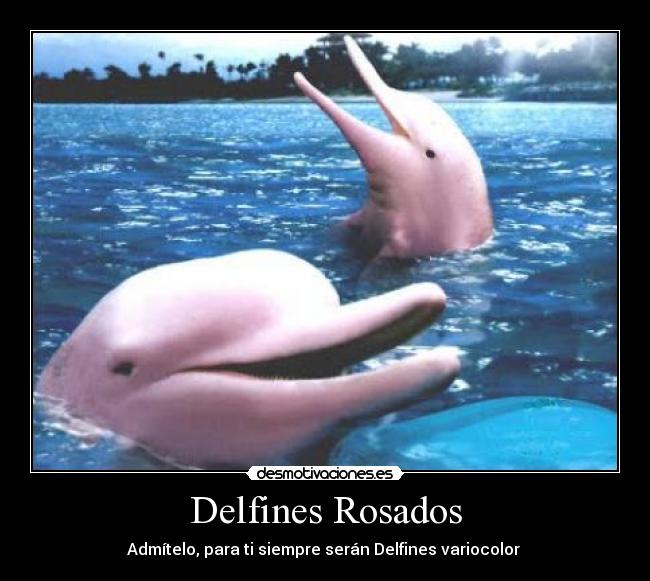 carteles admitelo para siempre seran delfines variocolor delfines rosados pokemon desmotivaciones