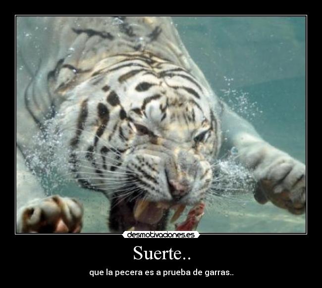 Suerte.. - que la pecera es a prueba de garras..