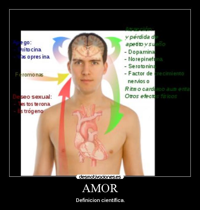 AMOR - Definicion científica.