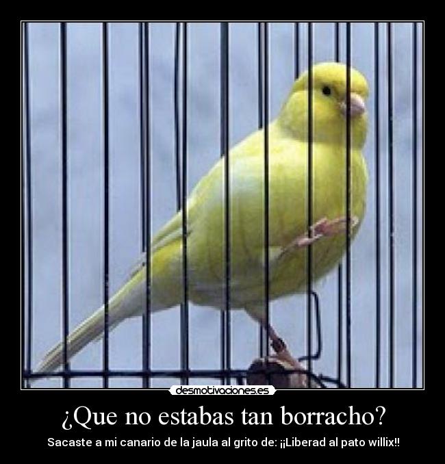 ¿Que no estabas tan borracho? - Sacaste a mi canario de la jaula al grito de: ¡¡Liberad al pato willix!!