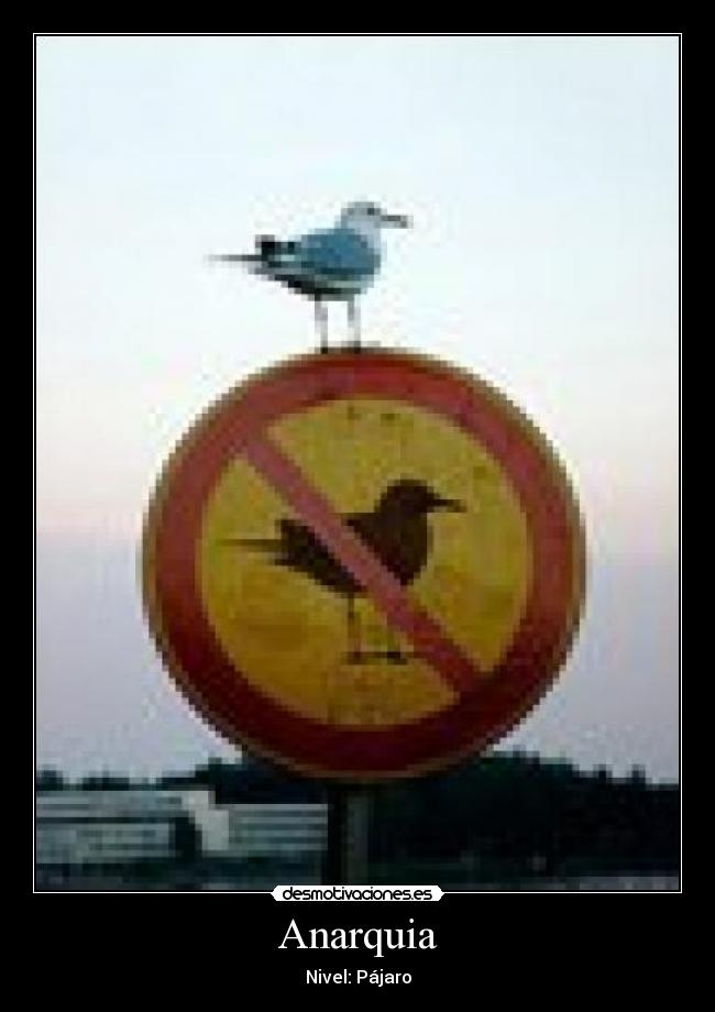 carteles pajaro anarquia cartel melisa marin desmotivaciones
