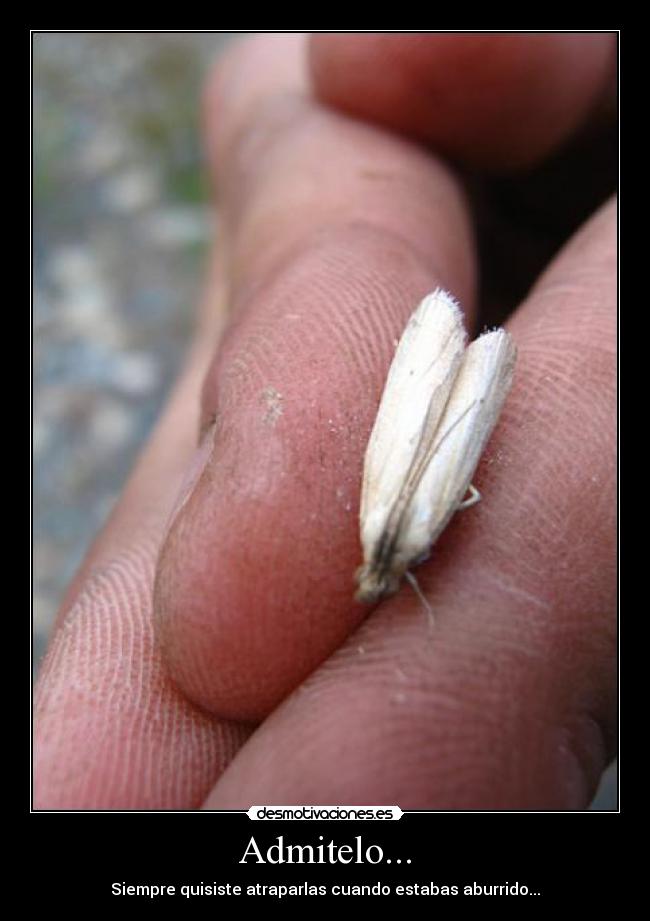 Admitelo... - Siempre quisiste atraparlas cuando estabas aburrido...