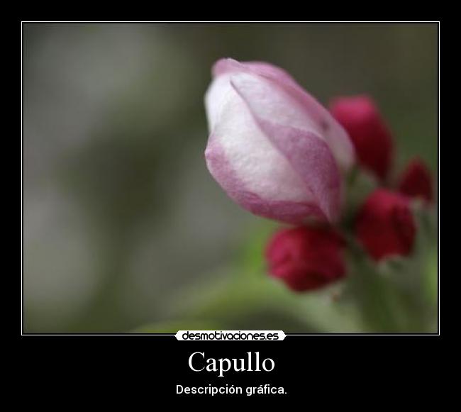 Capullo - Descripción gráfica.