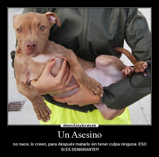 Un Asesino - 