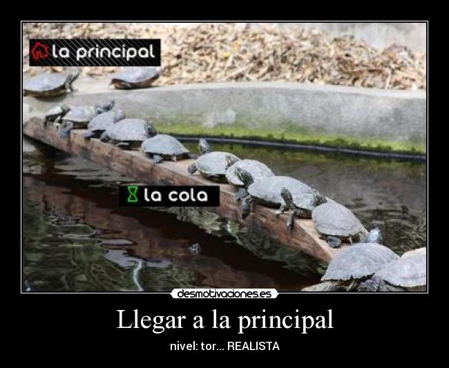 carteles turtles desmotivaciones