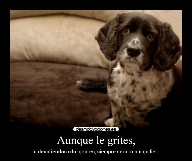 Aunque le grites, - lo desatiendas o lo ignores, siempre sera tu amigo fiel...