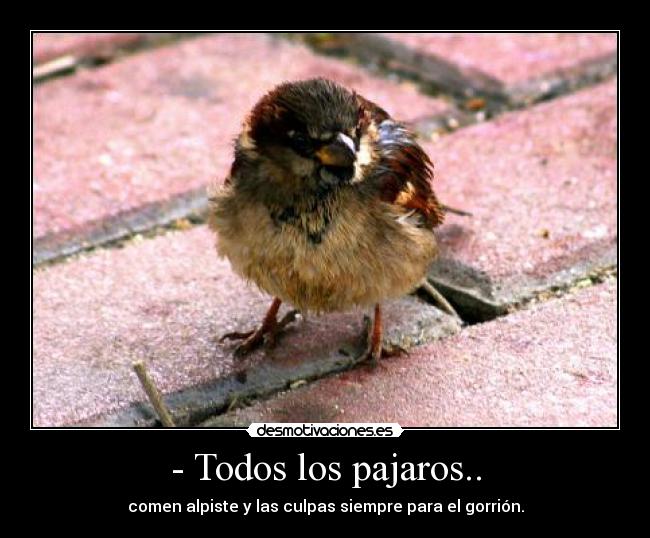 - Todos los pajaros.. -