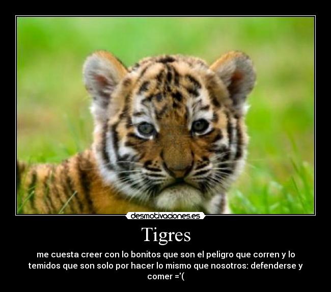 Tigres - me cuesta creer con lo bonitos que son el peligro que corren y lo
temidos que son solo por hacer lo mismo que nosotros: defenderse y
comer =(