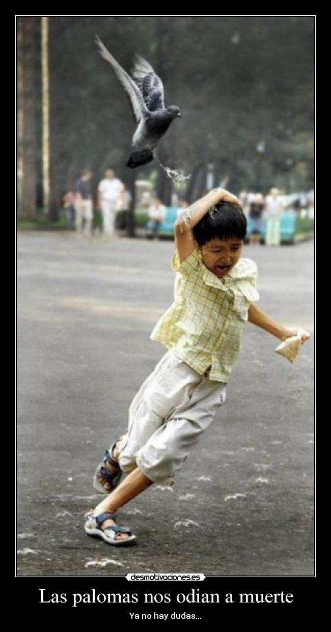 Las palomas nos odian a muerte - Ya no hay dudas...