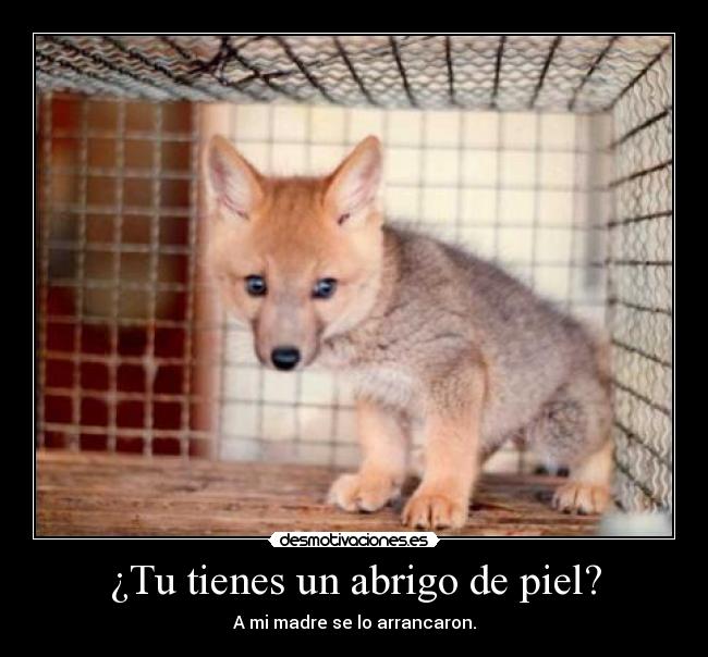 ¿Tu tienes un abrigo de piel? - 