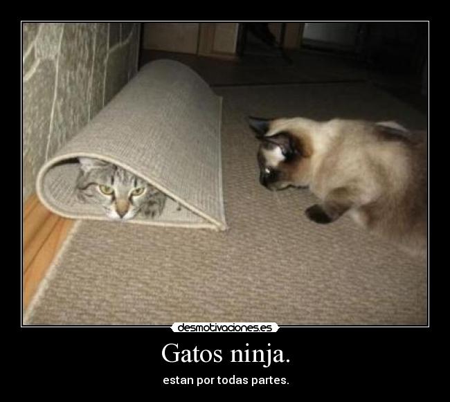 Gatos ninja. - estan por todas partes.