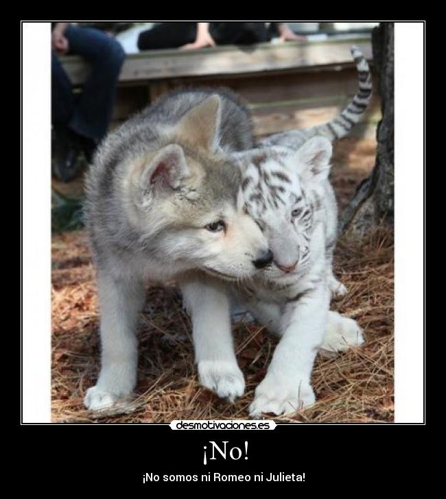 ¡No! - ¡No somos ni Romeo ni Julieta!