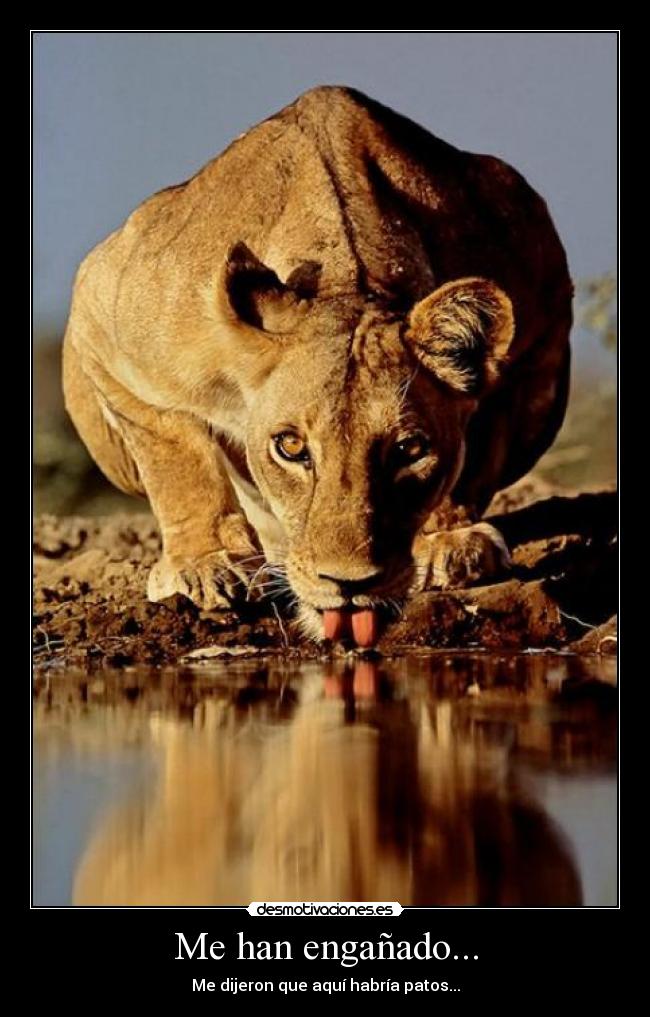 Me han engañado... - Me dijeron que aquí habría patos...
