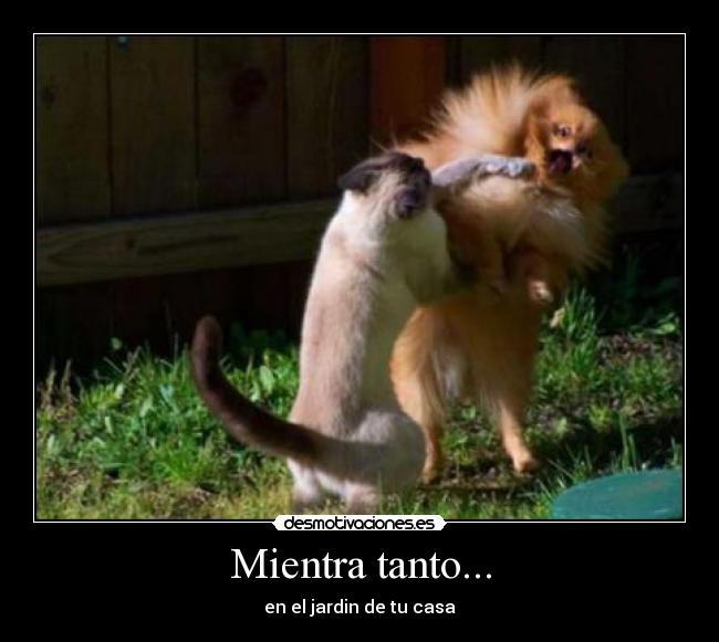 carteles perros gatos desmotivaciones