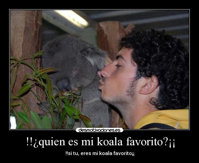 !!¿quien es mi koala favorito?¡¡ - !!si tu, eres mi koala favorito¡¡
