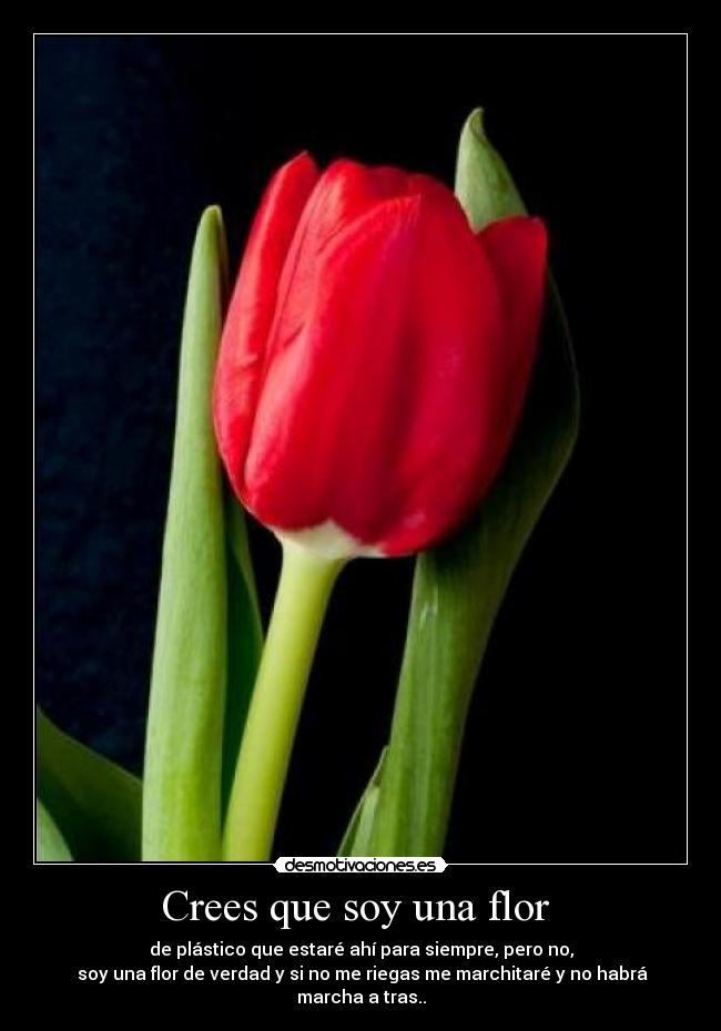 Crees que soy una flor - de plástico que estaré ahí para siempre, pero no,
soy una flor de verdad y si no me riegas me marchitaré y no habrá marcha a tras..