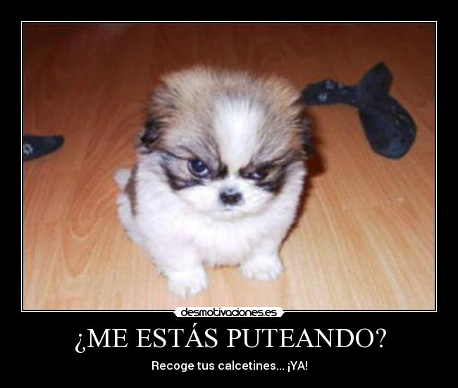 ¿ME ESTÁS PUTEANDO? -