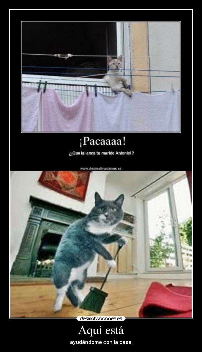 Aquí está - ayudándome con la casa.