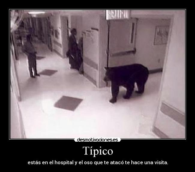 Típico - estás en el hospital y el oso que te atacó te hace una visita.