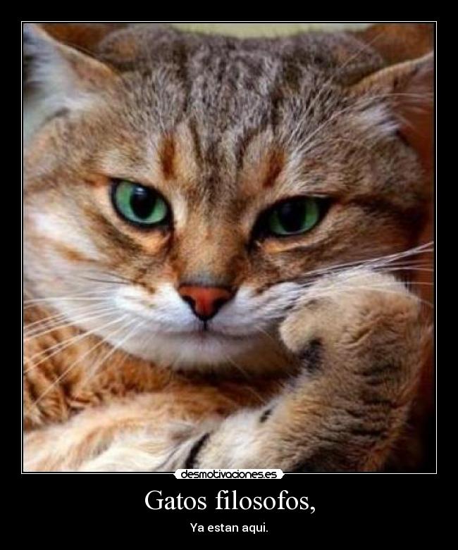 Gatos filosofos, - Ya estan aqui.