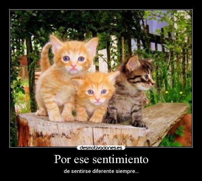 Por ese sentimiento -