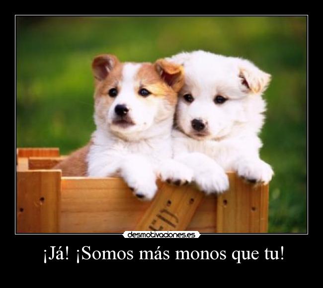 carteles somos mas monos que perros desmotivaciones