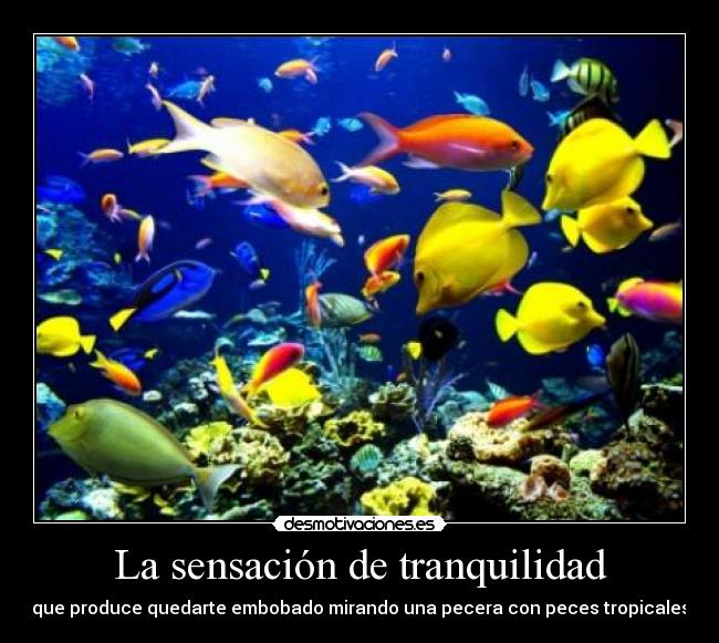 La sensación de tranquilidad - que produce quedarte embobado mirando una pecera con peces tropicales