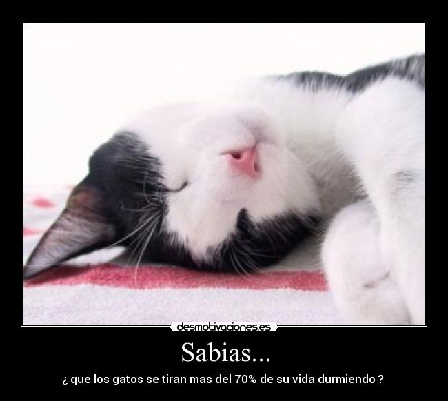 Sabias... - ¿ que los gatos se tiran mas del 70% de su vida durmiendo ? 