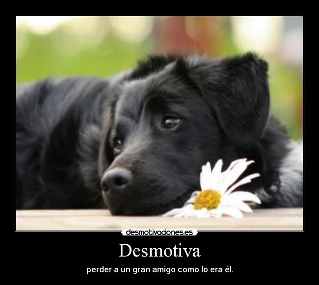 Desmotiva - 