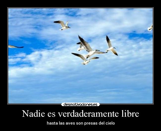 Nadie es verdaderamente libre - hasta las aves son presas del cielo