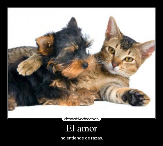 carteles amor amor razas perro gato desmotivaciones