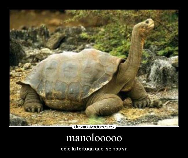 manolooooo - coje la tortuga que se nos va
