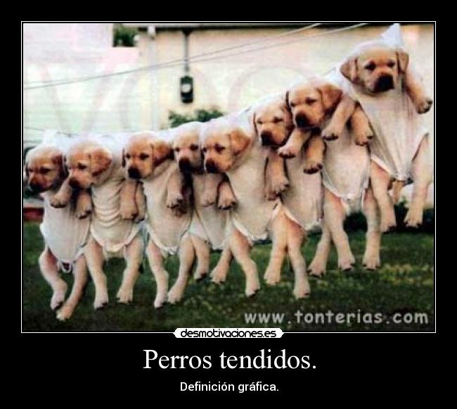 Perros tendidos. -