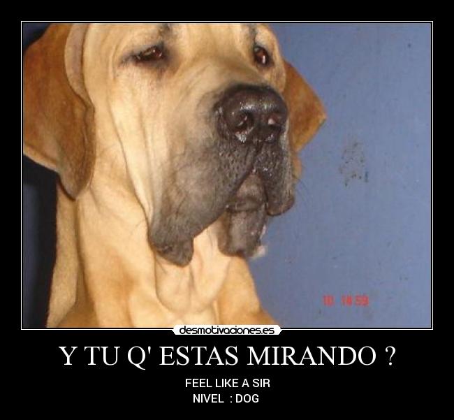 Y TU Q ESTAS MIRANDO ? - FEEL LIKE A SIR
NIVEL : DOG