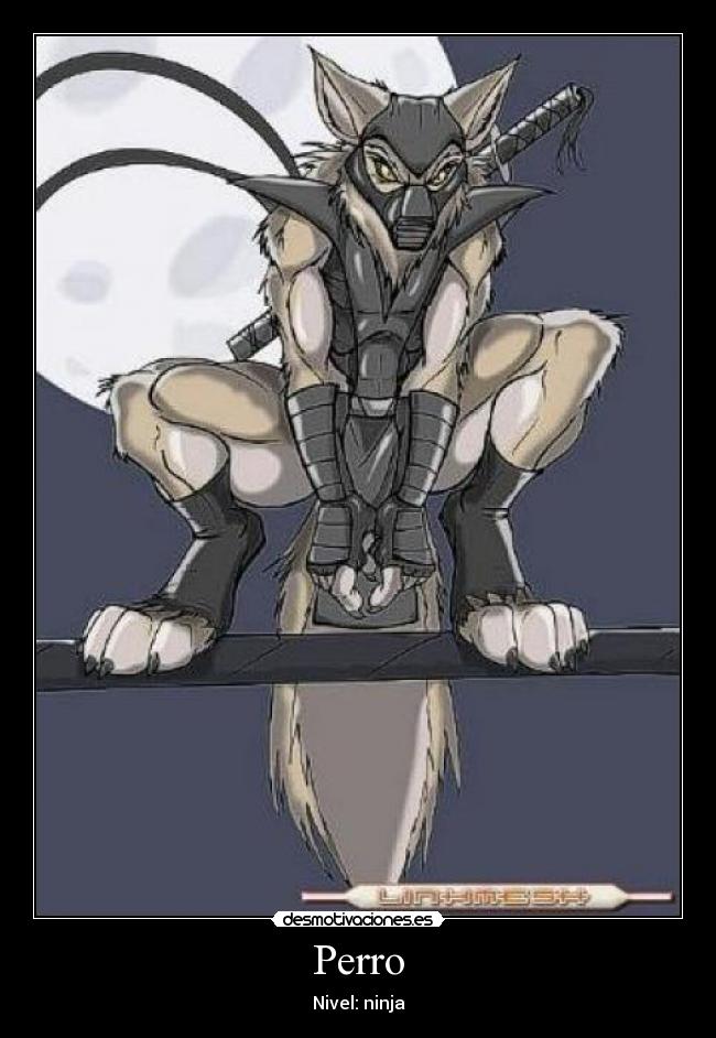 Perro - Nivel: ninja