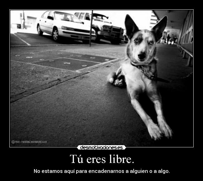 Tú eres libre. -