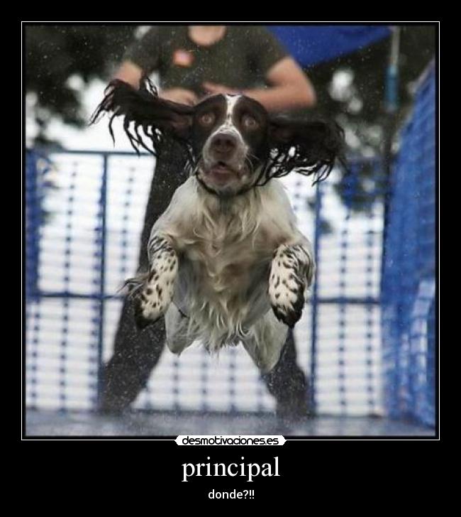 principal -