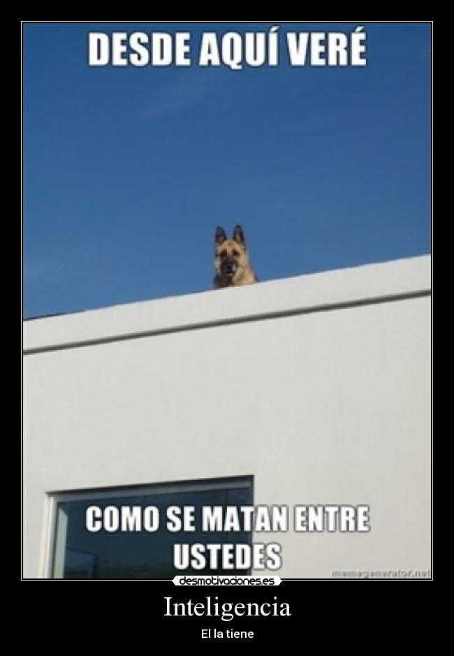carteles inteligencia desmotivaciones