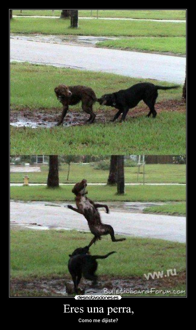 Eres una perra, - Como me dijiste?