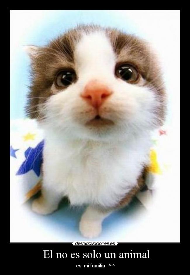 El no es solo un animal - es mi familia ^-^