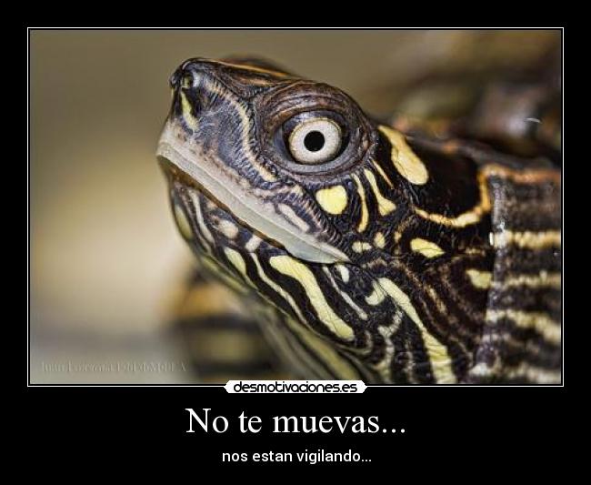 No te muevas... - nos estan vigilando...
