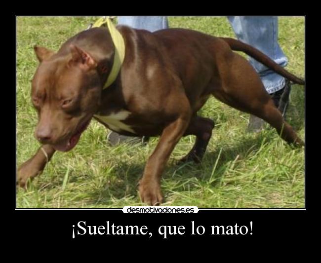 ¡Sueltame, que lo mato! - 
